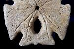 Encope grandis AGASSIZ 1841 - Bild © FossNet FossilienStore